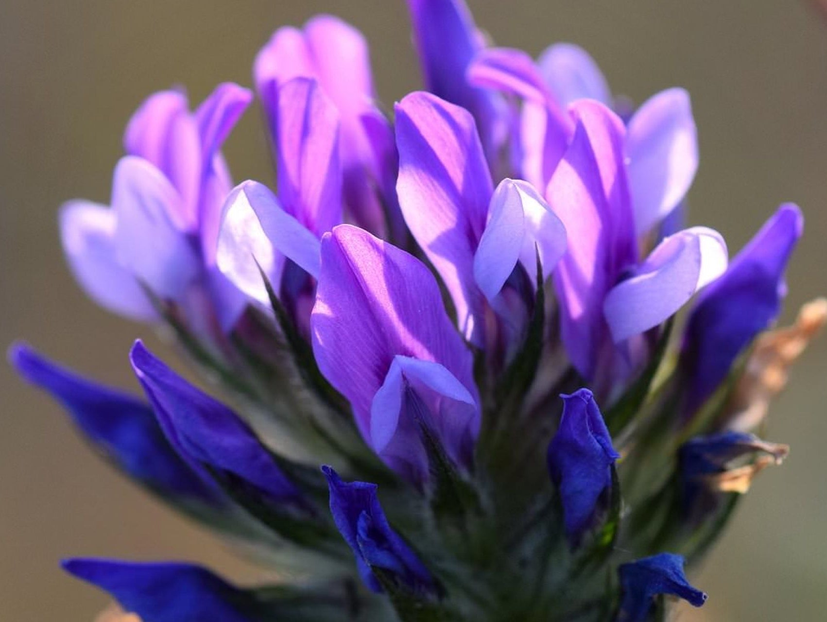 Bakuchiol: The Plant That Quietly Does What Retinol Wishes It Could