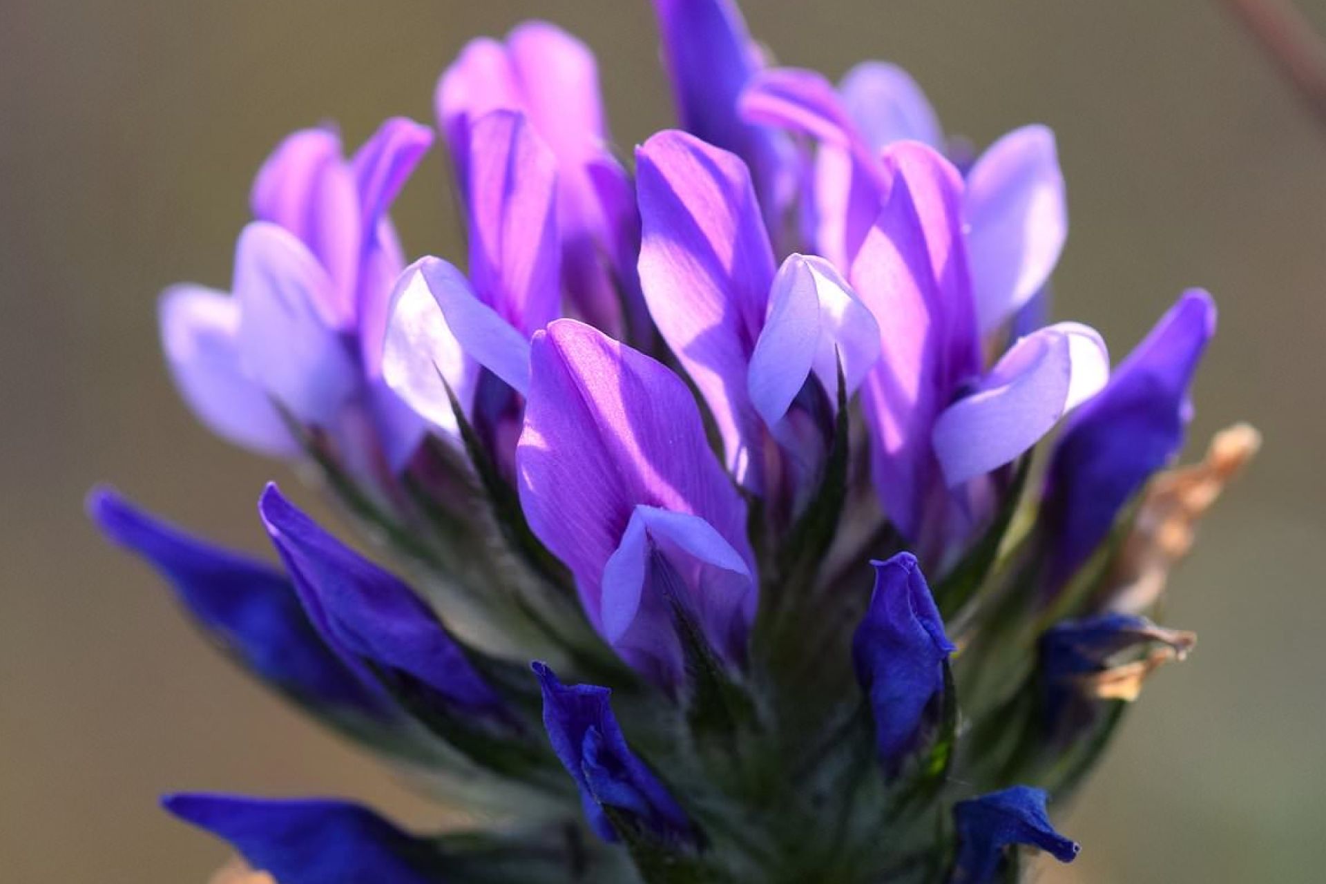 Bakuchiol: The Plant That Quietly Does What Retinol Wishes It Could