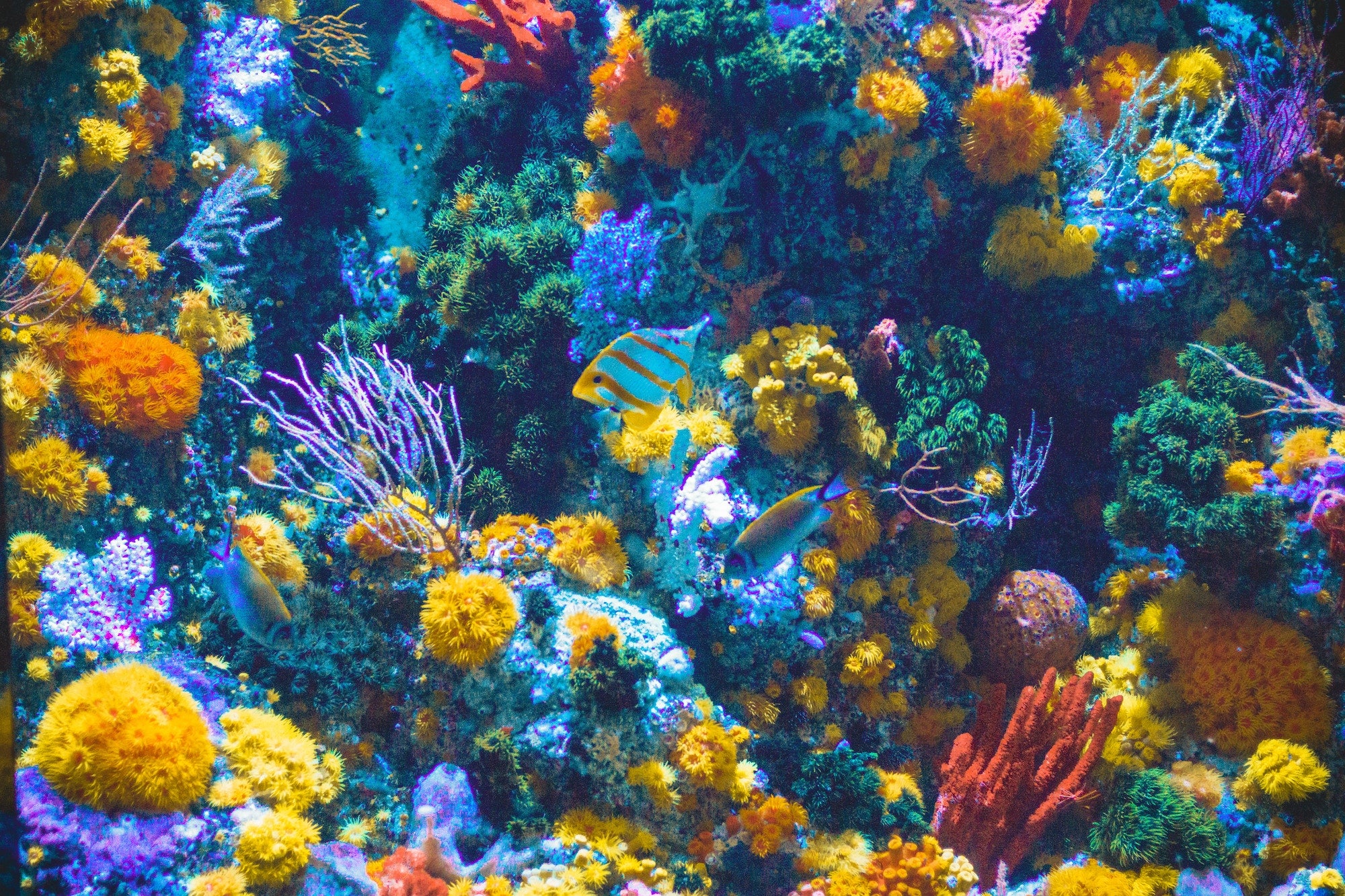Is Your Sunscreen Killing Our Coral Reefs?