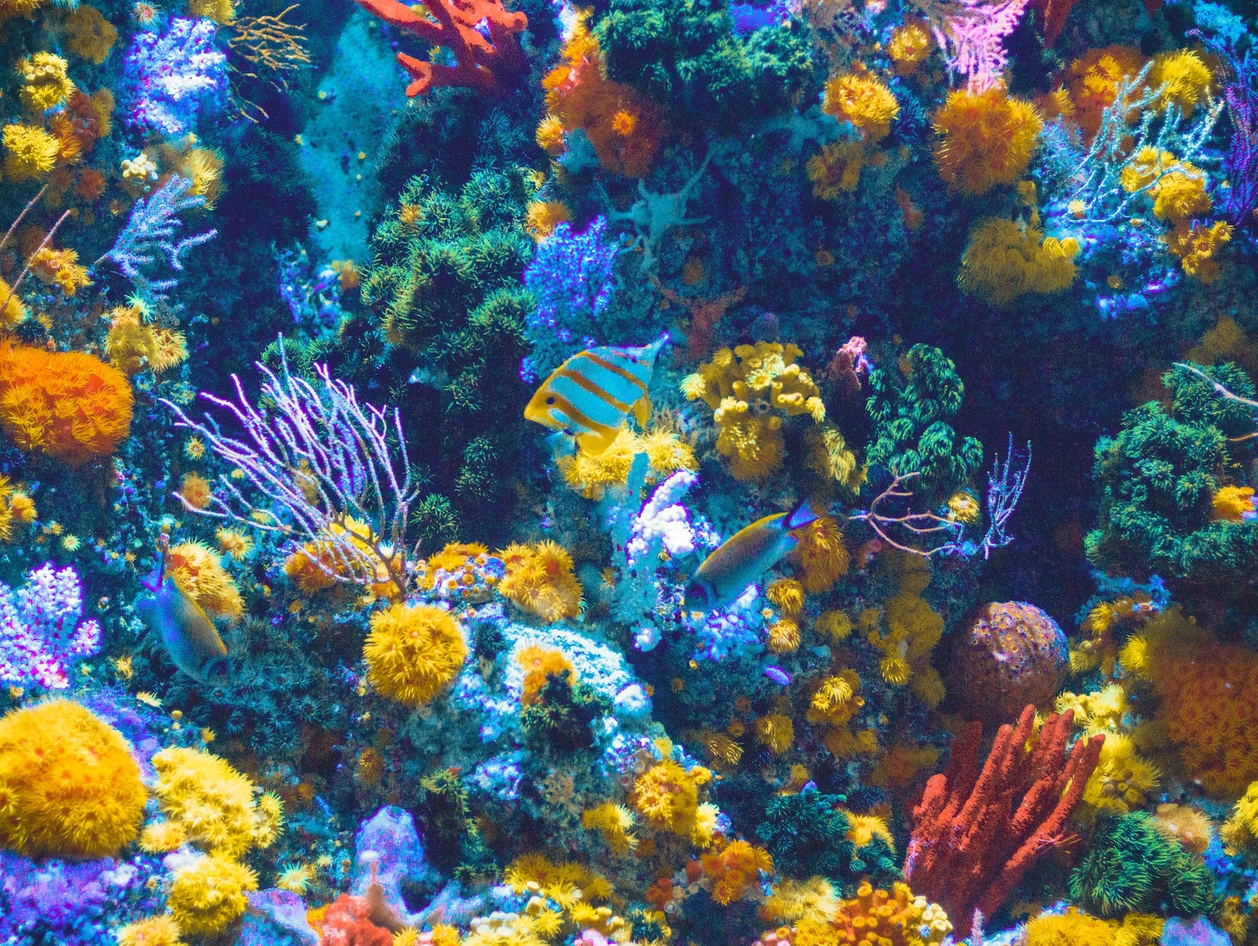 Is Your Sunscreen Killing Our Coral Reefs?